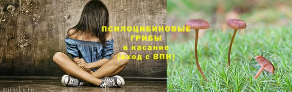 прущие грибы Абинск